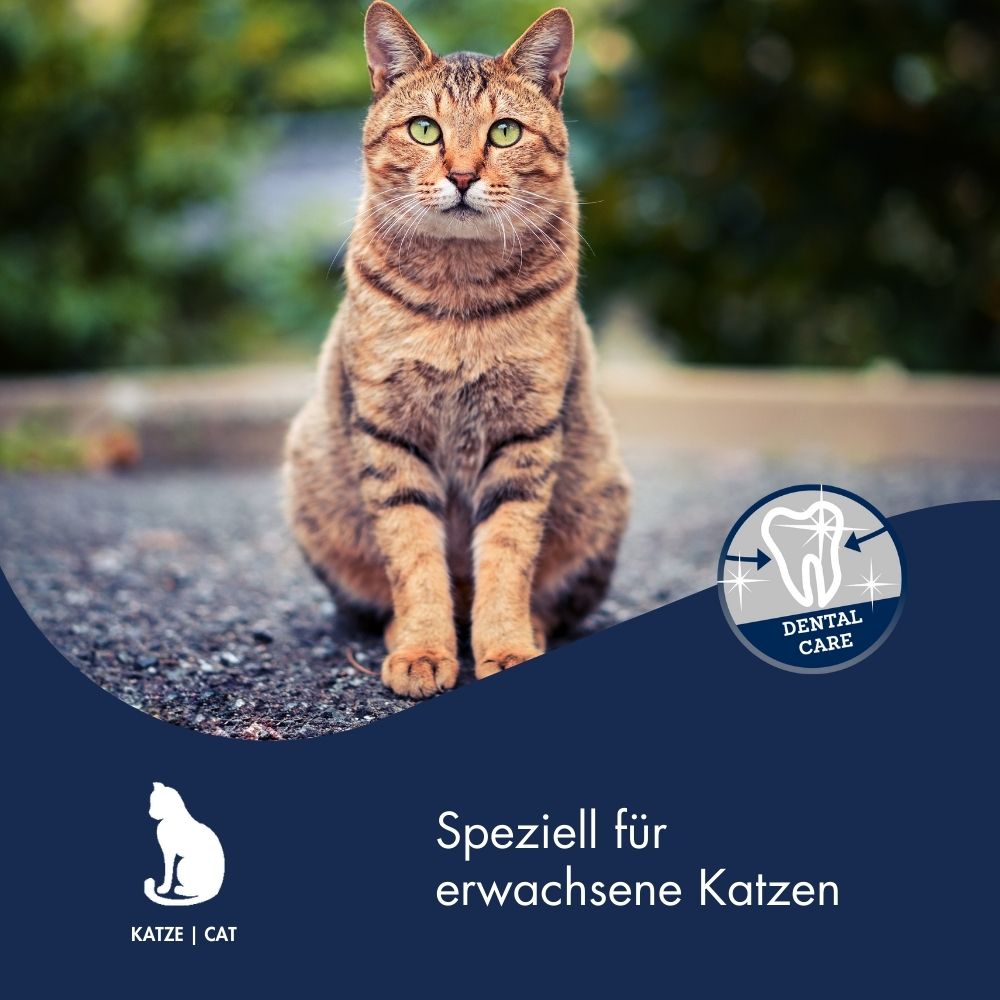 Plaque Ex Forte Plus für Katzen 5